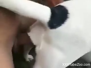 Aroused man loudly fucks furry dog in brutal manners