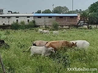 Farm animals on the field make horny dude crave zoophilia sex