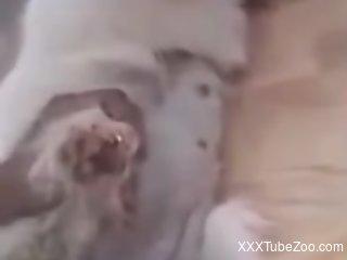 Small dog licks man's dick in dirty zoophilia kinks