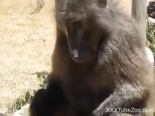 Monkey jerks off and shares best views to zoophilia lover