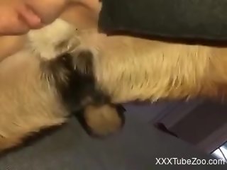 Woman loads dog's tasty dick right down her shaved cunt