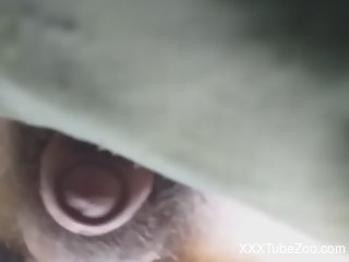 Clothed old man films himself trying anal sex with a dog