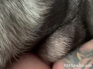 Fine babe lands dog's tasty dick right down her cunt