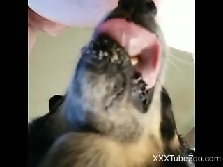 Furry dog grants horny man perfect ass licking pleasures