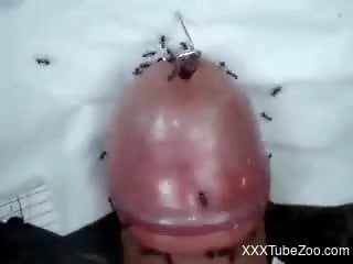 Man jerks off with thousands of ants on his erect cock