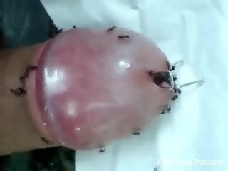 Strong sensations when the ants crawl into his erect penis