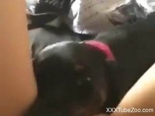 Dog licks woman's wet pussy during solo masturbation in the morning