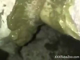 Dirty scat porn and nude zoophilia for a horny man