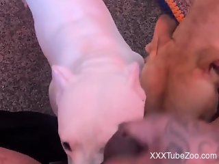 Dog licks owner's hefty penis during his jerk off POV