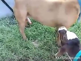 Goat licks dog's cock and horny man films and wants to join