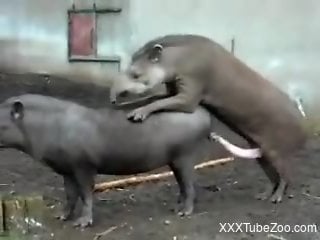 Tapir animals fuck at the zoo and horny man watches