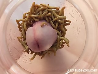 Insolent man sticks his dick in a jar filled with worms