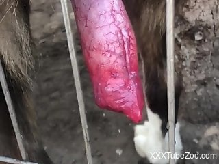 Horny male craves the dog's hefty cock for unique sex perversions